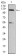 phospho-NLRC4(Ser-533) Primary Antibody MP30943 [M4B7B7]