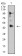 ESRRA Primary Antibody MP31091 [M6F1E6]