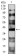CD191 Primary Antibody MP31395 [M8E10F9]