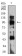 GRM8 Primary Antibody MP31416  [M4C1C1]