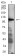 CD49D Primary Antibody MP31529  [M7E4C5]