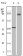 BRAF Primary Antibody MP20108 [M1H12F1]