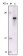 FES Primary Antibody MP20146 [M2E3G3]