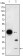 FABP2 Primary Antibody MP20416 [M9A9B7B3]