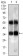 PPP2CB Primary Antibody MP20443 [M4D2C7]