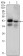 EPCAM Primary Antibody MP30049 [M7E11]
