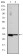 CCND3 Primary Antibody MP30186 [M6H4]
