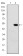 RBP4 Primary Antibody MP30196 [M4C2]