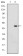 BPTF Primary Antibody MP30202 [M2F10]