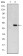 TDGF1 Primary Antibody MP30203 [M3A6]