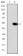 CRK Primary Antibody MP30256 [M3G11C1]