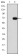 GATA5 Primary Antibody MP30262 [M1B11]