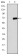 PGC-1alpha Primary Antibody MP30265 [M1G8]