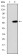 MAP3K2 Primary Antibody MP30273 [M4B4]
