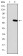 ARRB1 Primary Antibody MP30649T [M4E11B1]