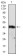 SERPINA3 Primary Antibody MP30708 [M5G3C11]