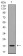 EIF5A Primary Antibody MP30713 [M4E10G8]
