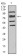 FOXP2 Primary Antibody MP30940 [M2G11B8]