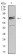 IL1R1 Primary Antibody MP31110 [M4D2D12]