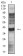 CD195 Primary Antibody MP31325 [M6H3D5]