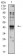 CD197 Primary Antibody MP31346 [M7A5A9]