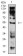 CHRNE Primary Antibody MP31461 [M5F11G8]