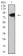 LRP3  Primary Antibody MP31501 [M7B3A5E9]