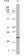 4E-BP1 Primary Antibody MP20105 [M11G12C11]