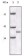 P16 (Mouse and Human) Primary Antibody MP20129 [M2D9A12]