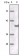 CD31 Primary Antibody MP20131 [M2F7B2]