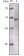 TIP60 Primary Antibody MP20141 [M3F9]