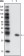 GFP Primary Antibody MP20144 [M4B10B2]