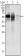 Glucose-6-phosphate isomerase Primary Antibody MP20198 [M1B7D7]