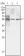 TUBB3 Primary Antibody MP20374 [M2E9]