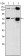 ATP2C1 Primary Antibody MP30001  [M4G12]