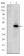 PRKDC Primary Antibody MP30170 [M3H6]