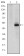 CDK9 Primary Antibody MP30211 [M1B5A7]