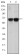 BLNK Primary Antibody MP30232 [M5G9]