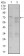 CD55 Primary Antibody MP30422 [M3F12]