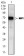 MMP2 Primary Antibody MP30440 [M4D1E2]