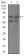 GUCY1A3 Primary Antibody MP30467P [M3G6B2]