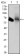 ALPI Primary Antibody  MP30481P[M3B10E7]
