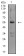 ASF1B Primary Antibody MP31190 [M1A6G4]