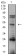 TFAP2B Primary Antibody MP31217 [M6F7G1]