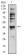 CD197 Primary Antibody MP31345 [M4B7B8]