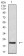 CD3G Primary Antibody MP31409 [M5B7B2]