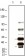 KSHV K8a Primary Antibody MP20015 [M8C12G10G1]