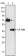 ZAP70 Primary Antibody MP20064 [M3D2A4]