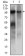 TRIM28 Primary Antibody MP20436 [M3G10A3]