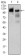 HSL Primary Antibody MP20437 [M4B7B2]